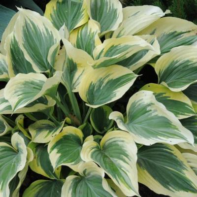 Hosta 'Majesty'